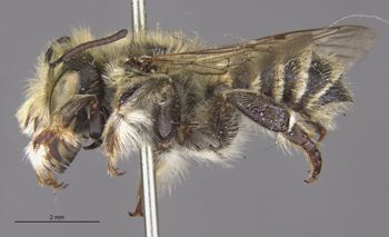 Media type: image;   Entomology 15717 Aspect: habitus lateral view